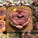 Echeveria sp. 2" Succulent Plant Cutting