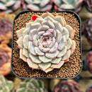 Echeveria 'Rio Heart' 2" Succulent Plant Cutting