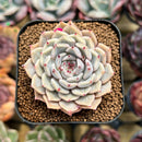 Echeveria 'Rio Heart' 2" Succulent Plant Cutting