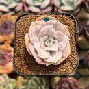 Echeveria 'Pollux' Marble Variegated 1"-2" Succulent Plant Cutting