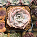 Echeveria 'Pollux' Marble Variegated 1"-2" Succulent Plant Cutting