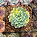 Echeveria Halbingeri Variegated 1" Succulent Plant Cutting