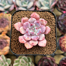 Echeveria 'Devolution' 1" Succulent Plant Cutting