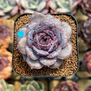 Echeveria 'Jadore 2" Succulent Plant Cutting