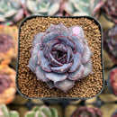 Echeveria 'Jadore 2" Succulent Plant Cutting