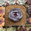 Echeveria 'Odette' 1" Succulent Plant Cutting