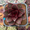 Echeveria 'Sky Lantern' 2" Succulent Plant Cutting