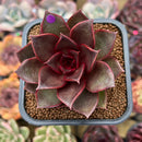 Echeveria 'Sky Lantern' 2"-3" Succulent Plant Cutting