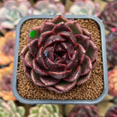 Echeveria sp. 2" Succulent Plant Cutting