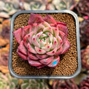 Echeveria 'Bonfire' 2" Succulent Plant Cutting