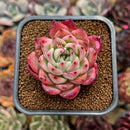 Echeveria 'Bonfire' 2" Succulent Plant Cutting