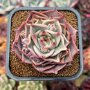 Echeveria 'Red Dragon' 2" Succulent Plant Cutting
