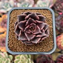 Echeveria 'Super Bowl' 2" Succulent Plant Cutting