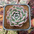 Echeveria 'Secret' 2" Succulent Plant Cutting