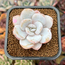 Echeveria Laui 2" Succulent Plant Cutting