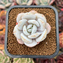 Echeveria Laui 2" Succulent Plant Cutting