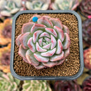 Echeveria 'Pumpkin' 2" Succulent Plant Cutting