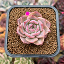 Echeveria 'Pumpkin' 2" Succulent Plant Cutting