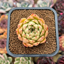 Echeveria 'Spicy' 2" Succulent Plant Cutting