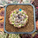 Echeveria 'Amethyst' 2" Succulent Plant Cutting
