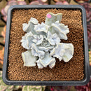 Echeveria 'Thriller Pearl' 3" Succulent Plant Cutting