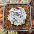 Echeveria 'Thriller Pearl' 2" Succulent Plant Cutting