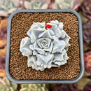 Echeveria 'Thriller Pearl' 2" Succulent Plant Cutting