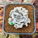 Echeveria 'Thriller Pearl' 2" Succulent Plant Cutting