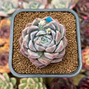 Echeveria 'Meringue' 2" Succulent Plant Cutting
