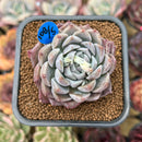 Echeveria 'Meringue' 2" Succulent Plant Cutting