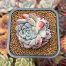 Echeveria 'Meringue' 2" Succulent Plant Cutting