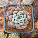 Echeveria 'Meringue' 2" Succulent Plant Cutting