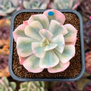 Echeveria 'Secunda' Original Form Variegated 2" Succulent Plant Cutting