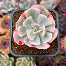 Echeveria 'Secunda' Original Form Variegated 2" Succulent Plant Cutting