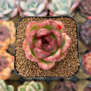 Echeveria 'Brown Stone' New Hybrid 1"-2" Succulent Plant Cutting