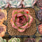 Echeveria 'Brown Stone' New Hybrid 1"-2" Succulent Plant Cutting