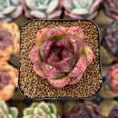 Echeveria 'Brown Stone' New Hybrid 1"-2" Succulent Plant Cutting
