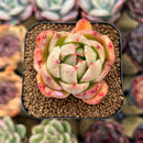 Echeveria 'Jillian' 2" Succulent Plant Cutting