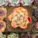 Echeveria 'Jillian' 2" Succulent Plant Cutting