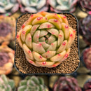 Echeveria 'Jillian' 2" Succulent Plant Cutting