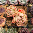 Echeveria 'Jillian' 2" Succulent Plant Cutting