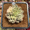 Echeveria 'Green Emerald' Variegated 3" Cluster Succulent Plant Cutting