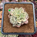 Echeveria 'Green Emerald' Variegated 3" Cluster Succulent Plant Cutting