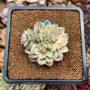 Echeveria 'Green Emerald' Variegated 3" Cluster Succulent Plant Cutting