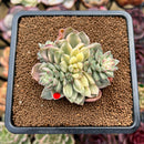 Echeveria 'Green Emerald' Variegated 3" Cluster Succulent Plant Cutting