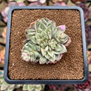 Echeveria 'Green Emerald' Variegated 3" Cluster Succulent Plant Cutting