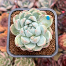 Echeveria 'Alba Beauty' Short Leaf Form 2" Succulent Plant Cutting