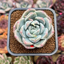 Echeveria 'Alba Beauty' Short Leaf Form 2" Succulent Plant Cutting