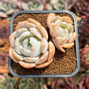 Echeveria 'Lehman' 2" Succulent Plant Cutting