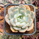 Echeveria 'Lehman' 2" Succulent Plant Cutting
